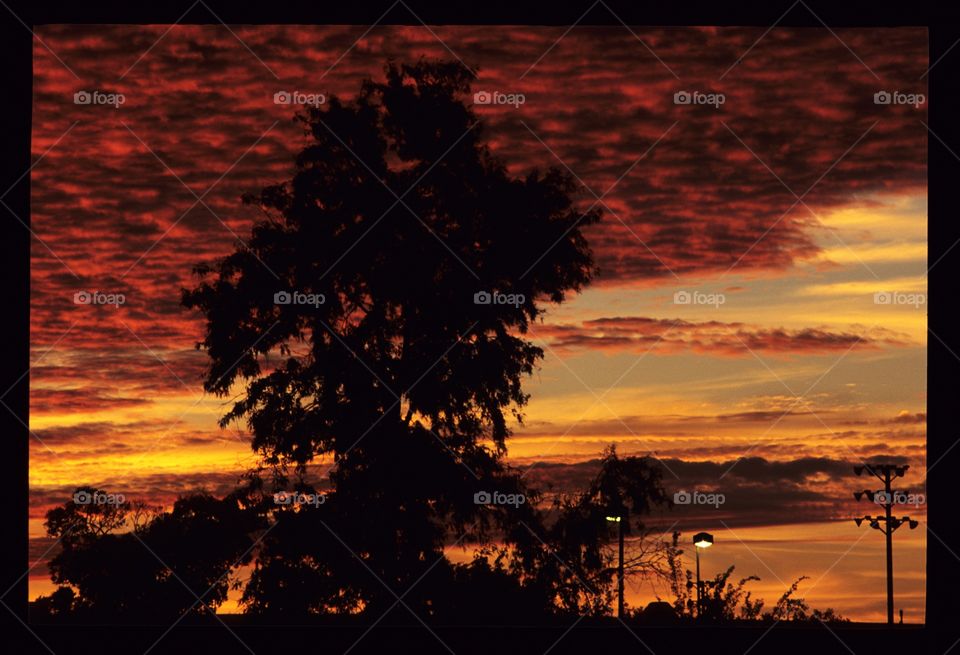 Fire red sunset behind large trees from reversal film