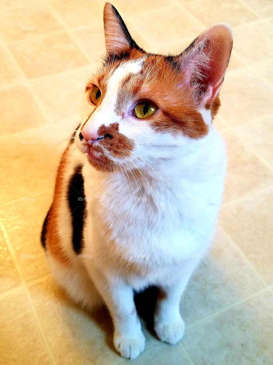Calico cat striking an elegant pose for her picture.