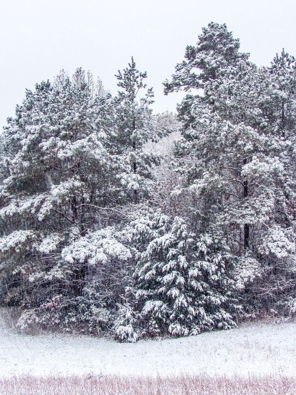snowing on the pines