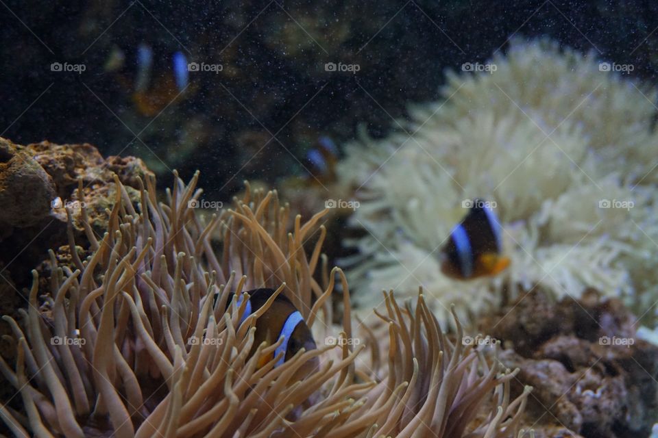 Lots of Nemo