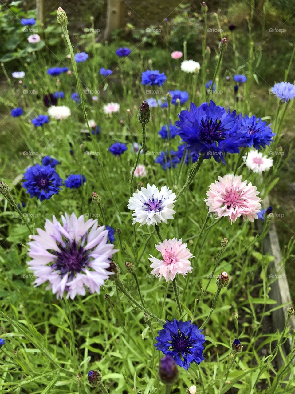 Cornflower
