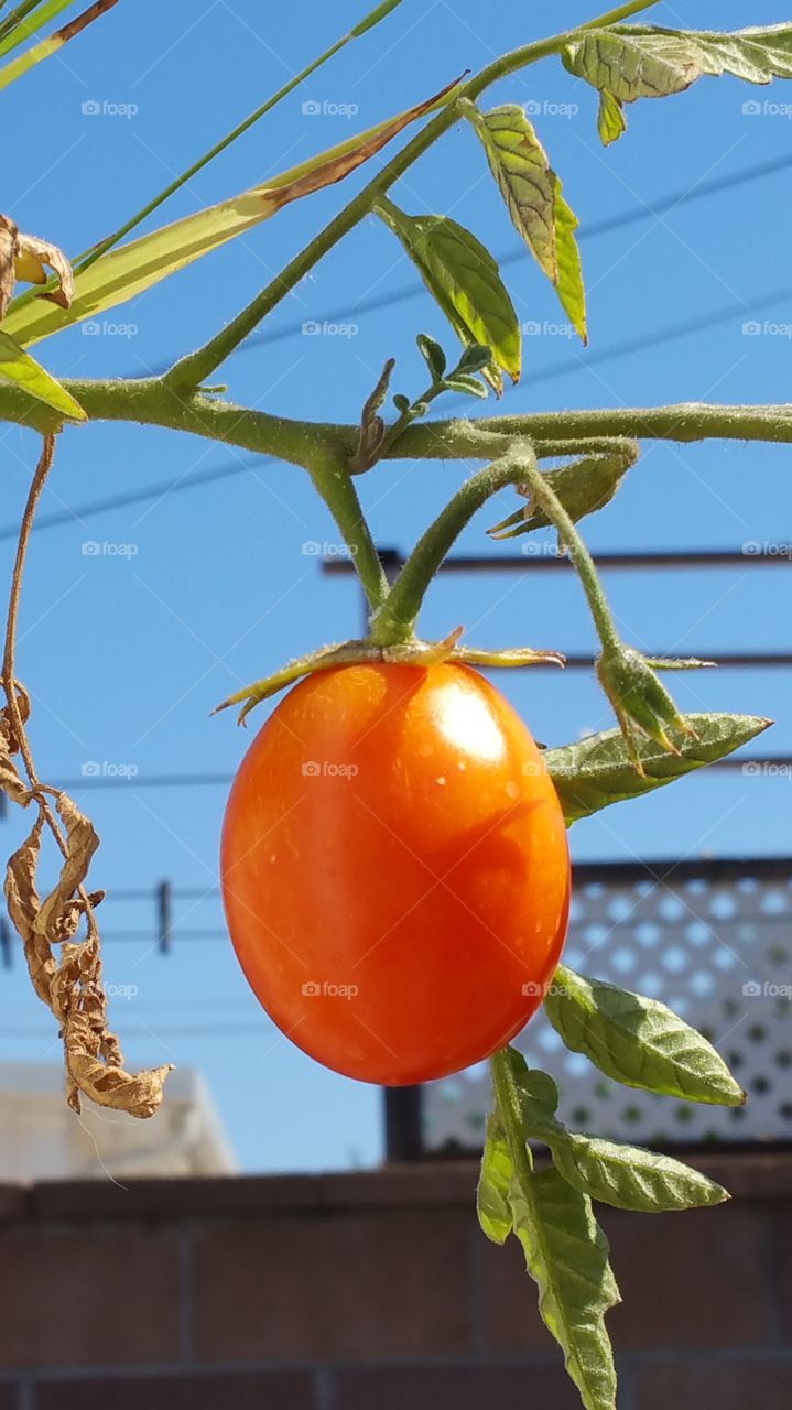 Growing tomato plant
