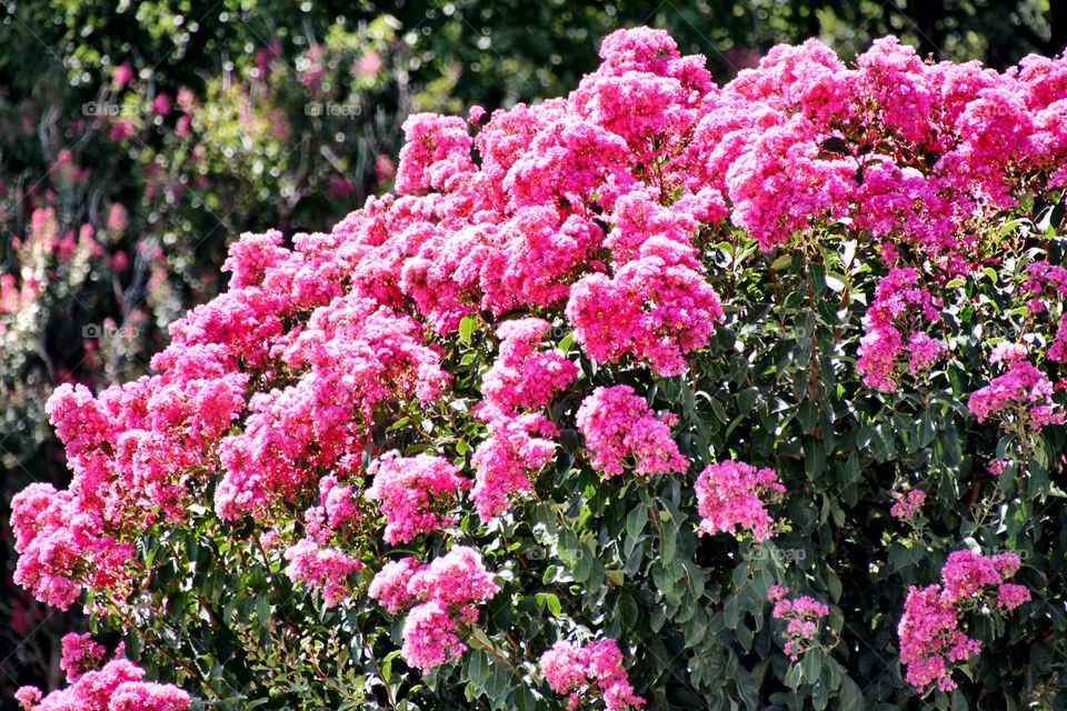 Pink Crepe myrtles