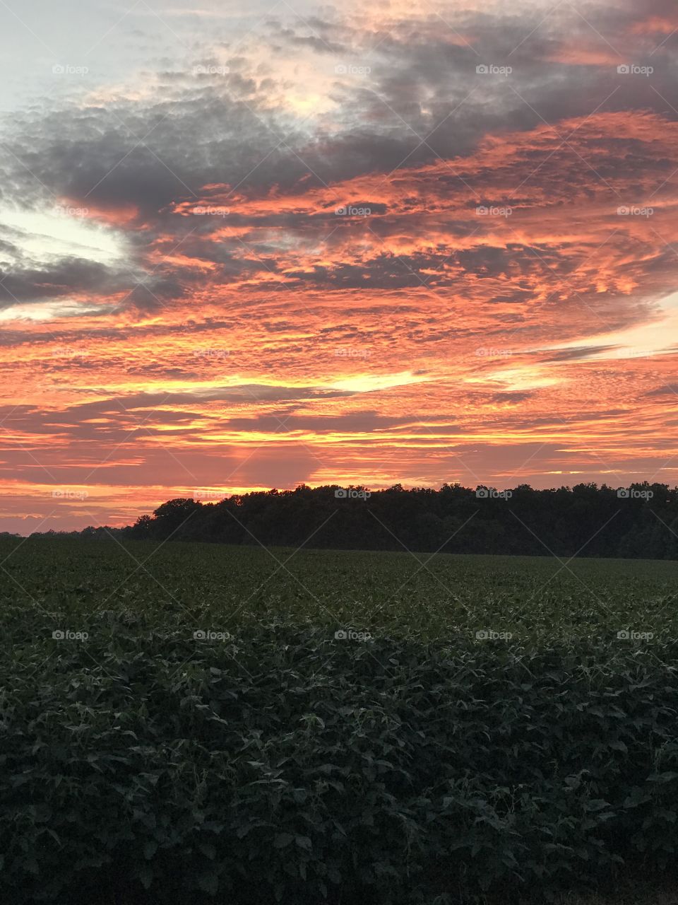 Sunset, fields