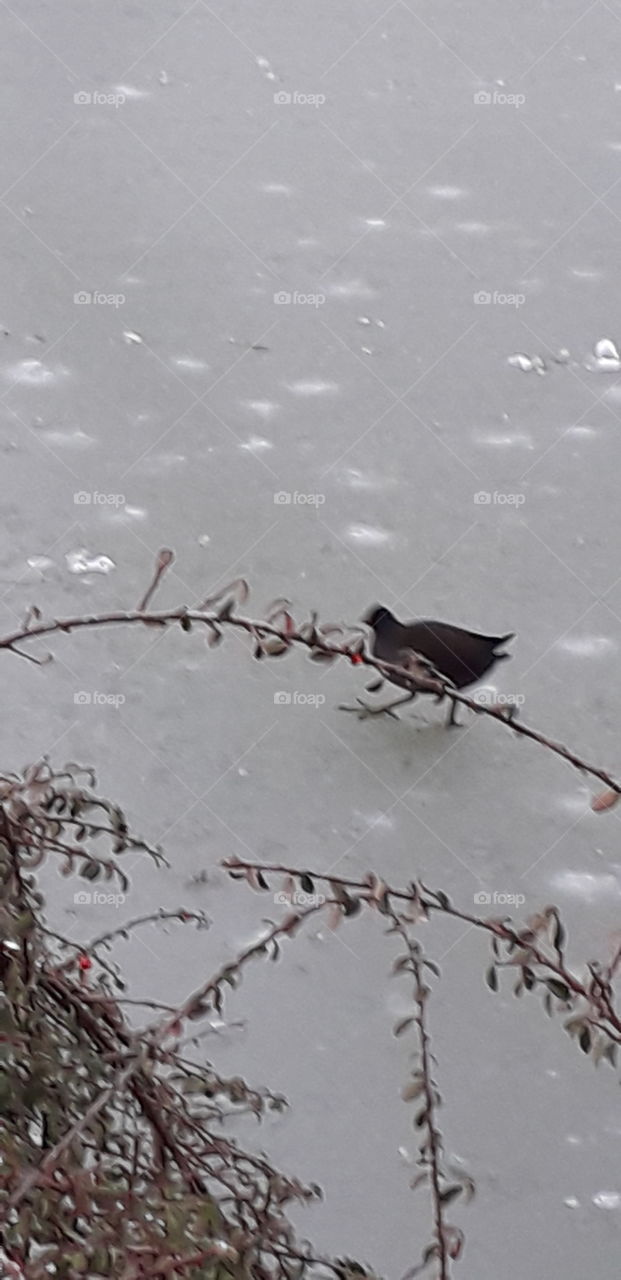 poule d'eau au parc Barbieux