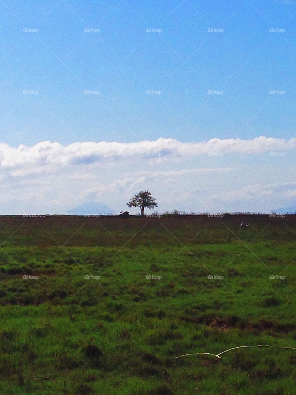 A lone tree, Ladner, BC, Canada.