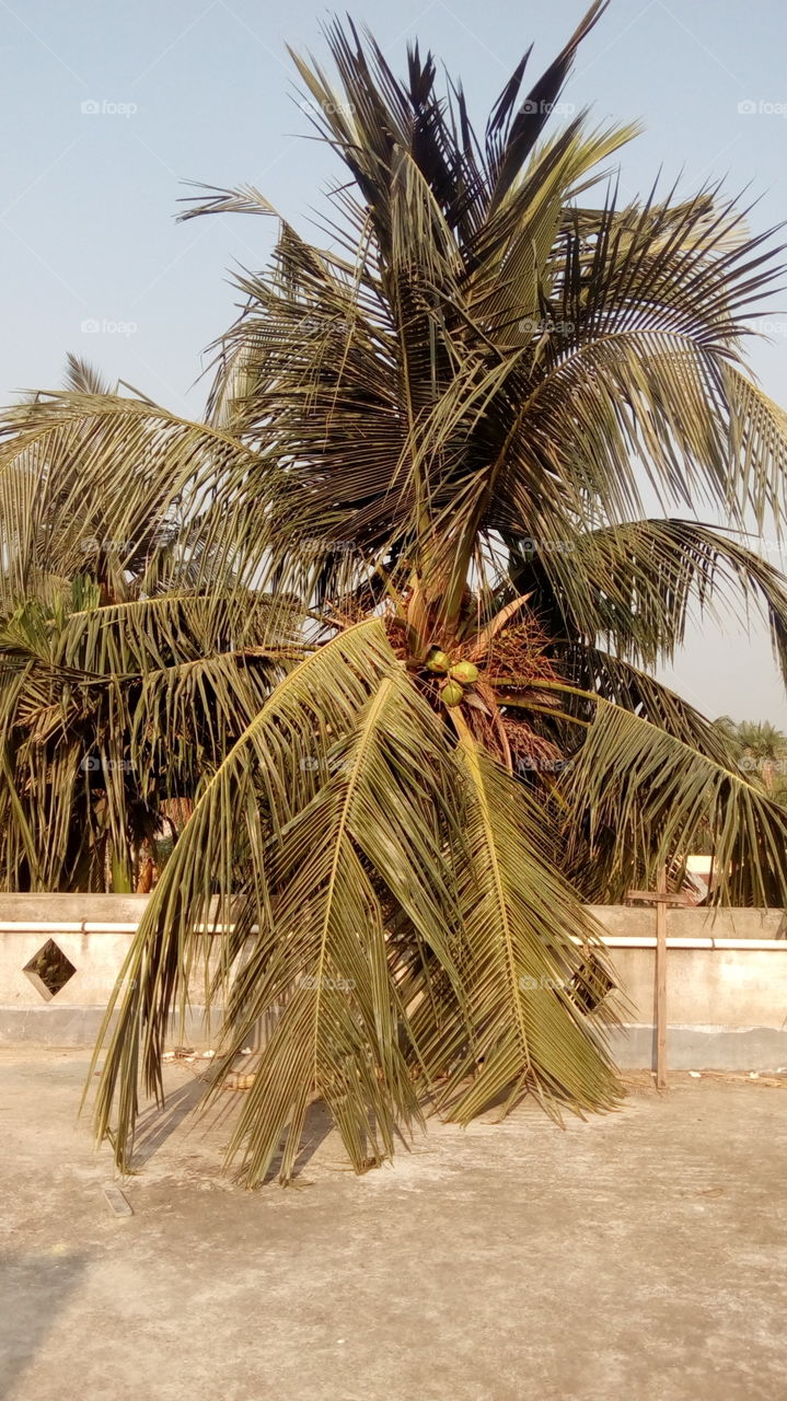 coconut tree
