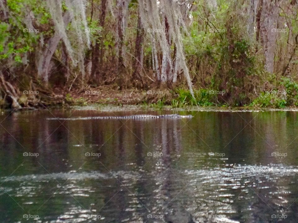 Alligator in the river