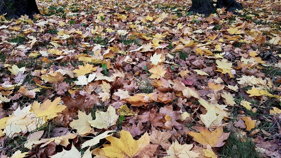 Maple leaves on the grass , fall autumn - lönnlöv på marken , höst