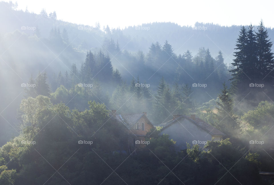 Sunlight over the trees and houses, sunrise