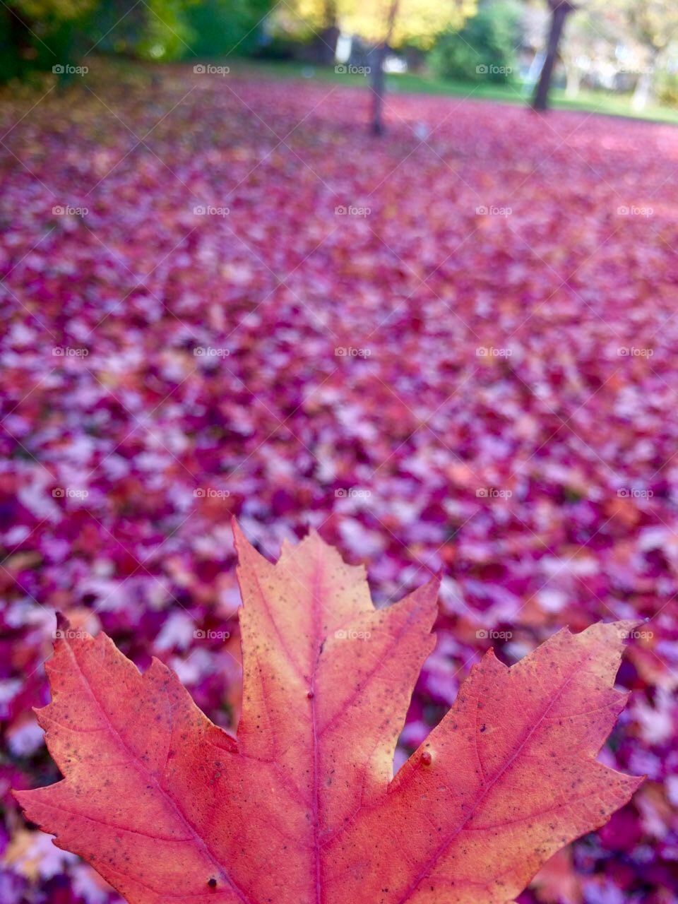 Red leaves 