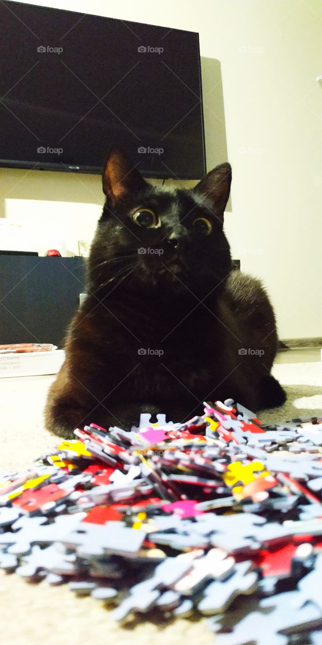 puzzled black cat in front of colorful puzzles.