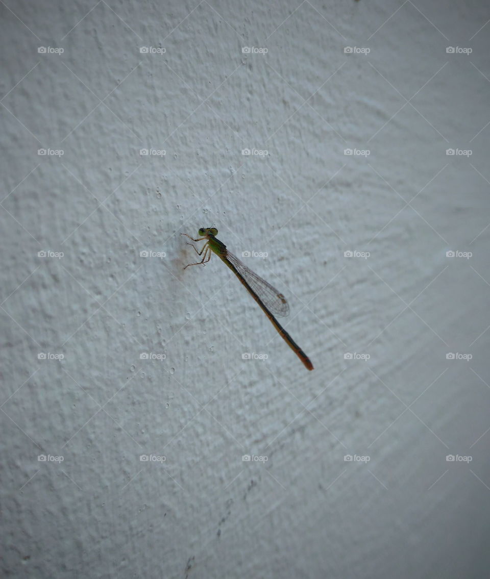 Small dragonfly