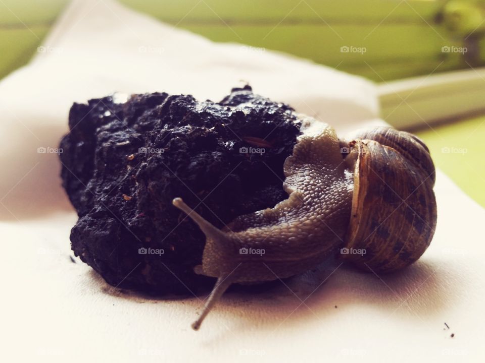 Snail and earth