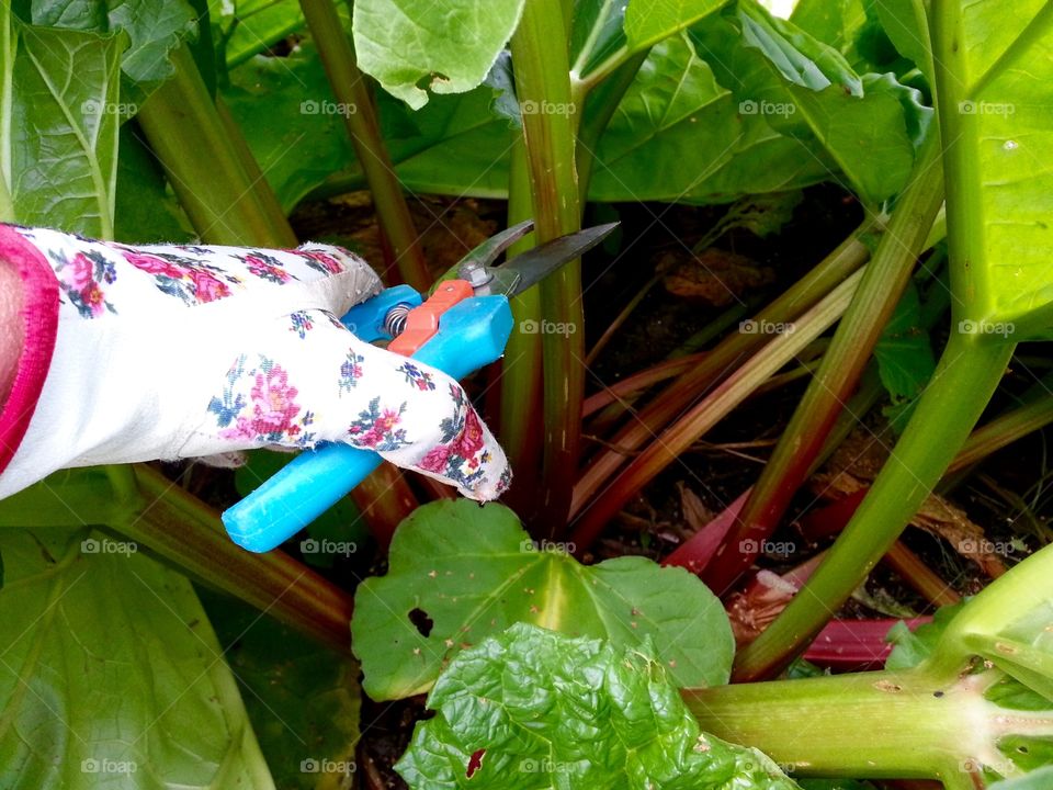 Harvest of rhubarbs. I will make lemonade from these rhubarbs. The whole family love to drink Rhubarb lemonade😀