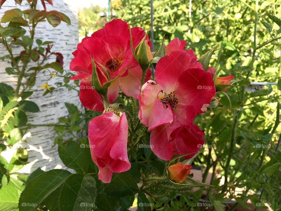 Red Roses