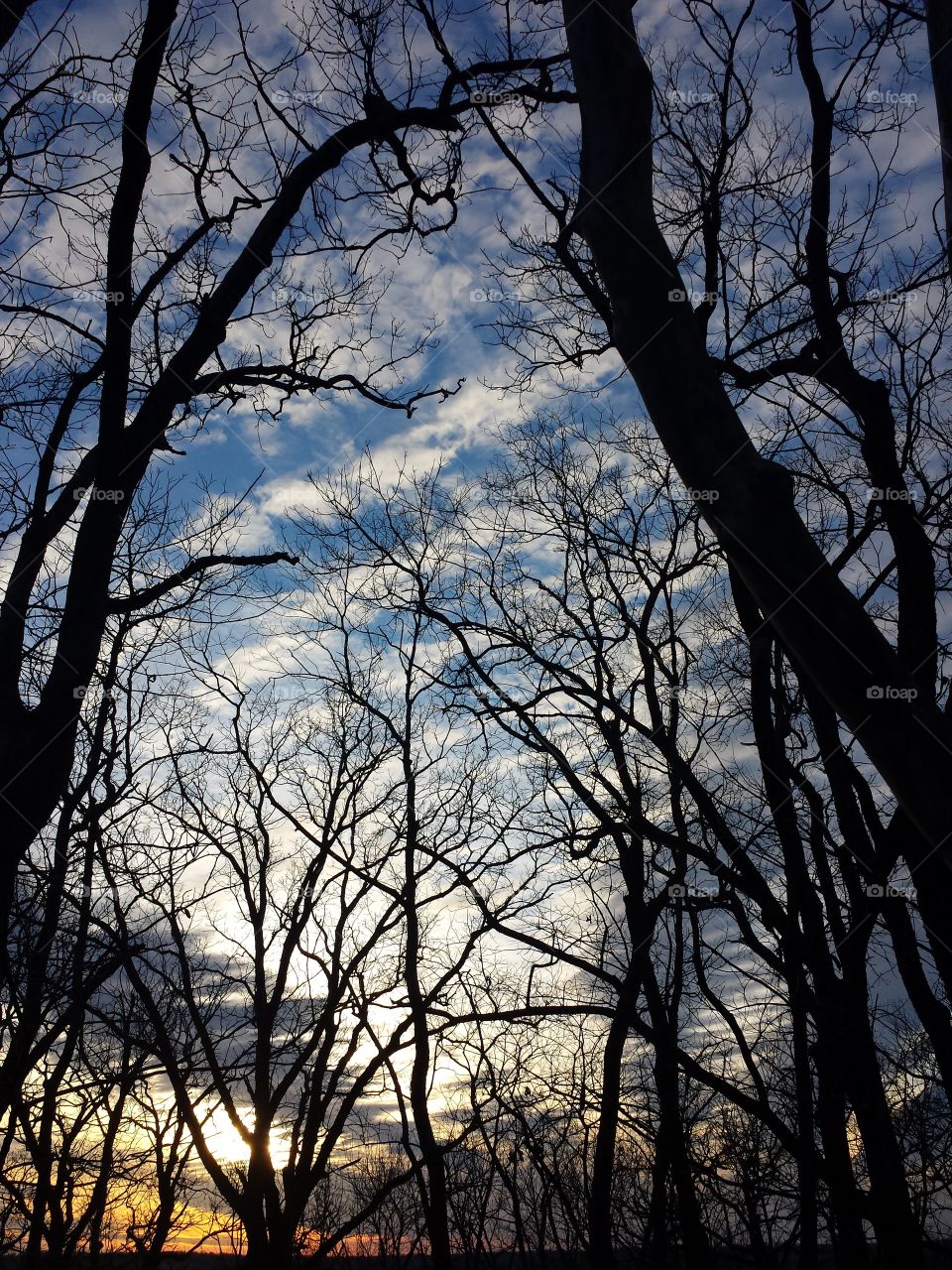 Bare trees in the forest against sky during sunset