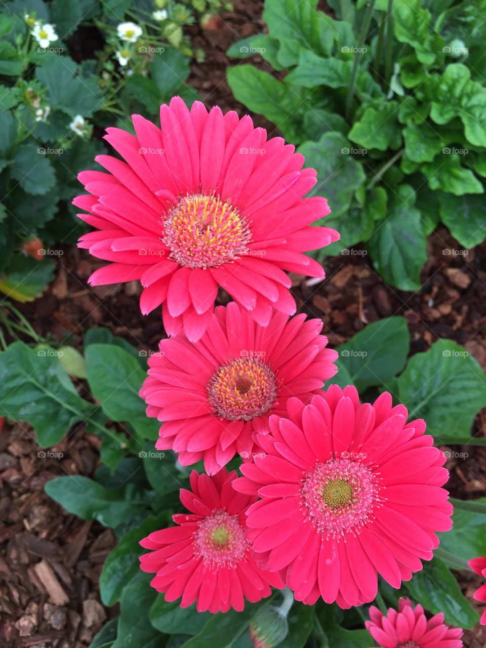 Hot pink flowers