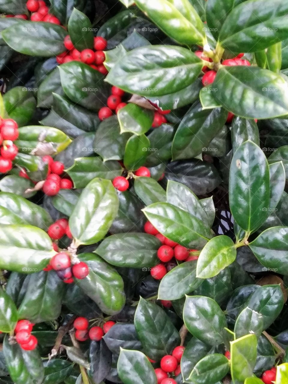 red berries in a holly shrub