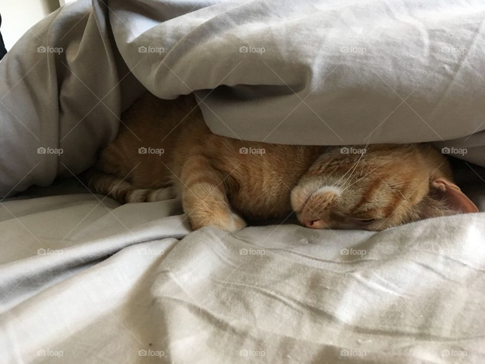 Sleeping cat 