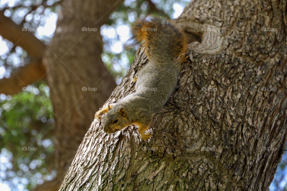 Friendly squirrel at the park. 