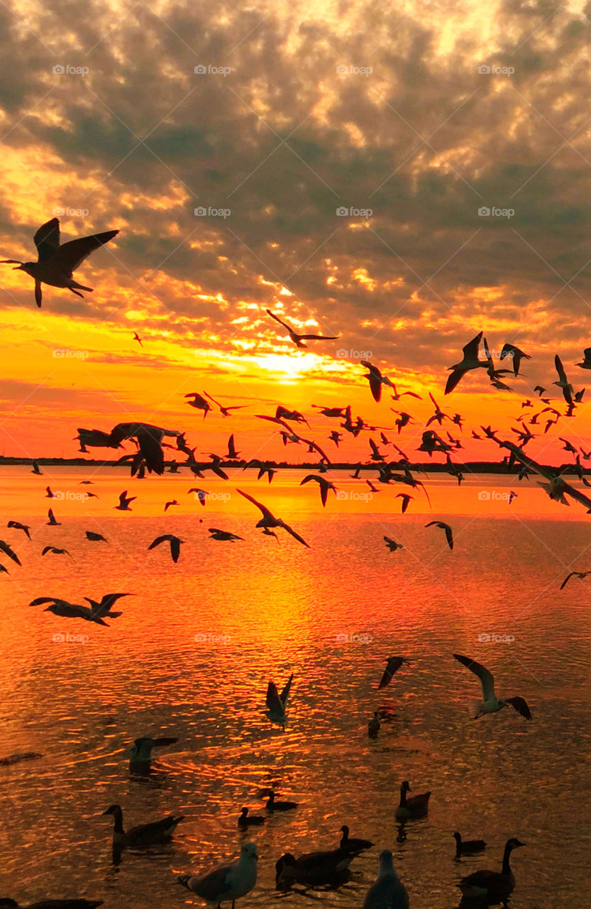 Silhouette of birds flying during sunset