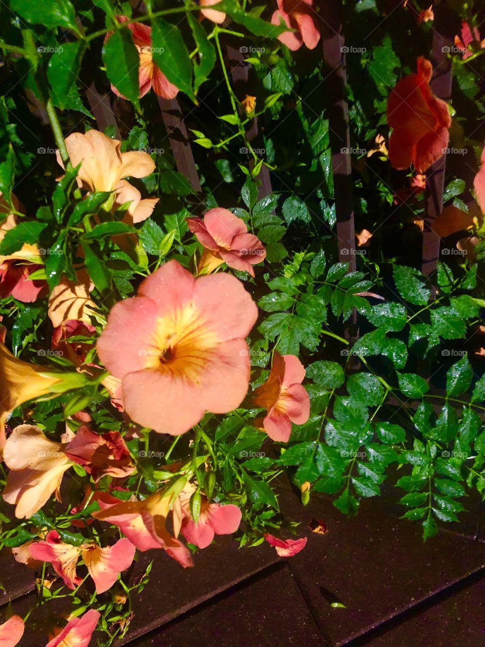 Tropical Flowers, orange and yellow 