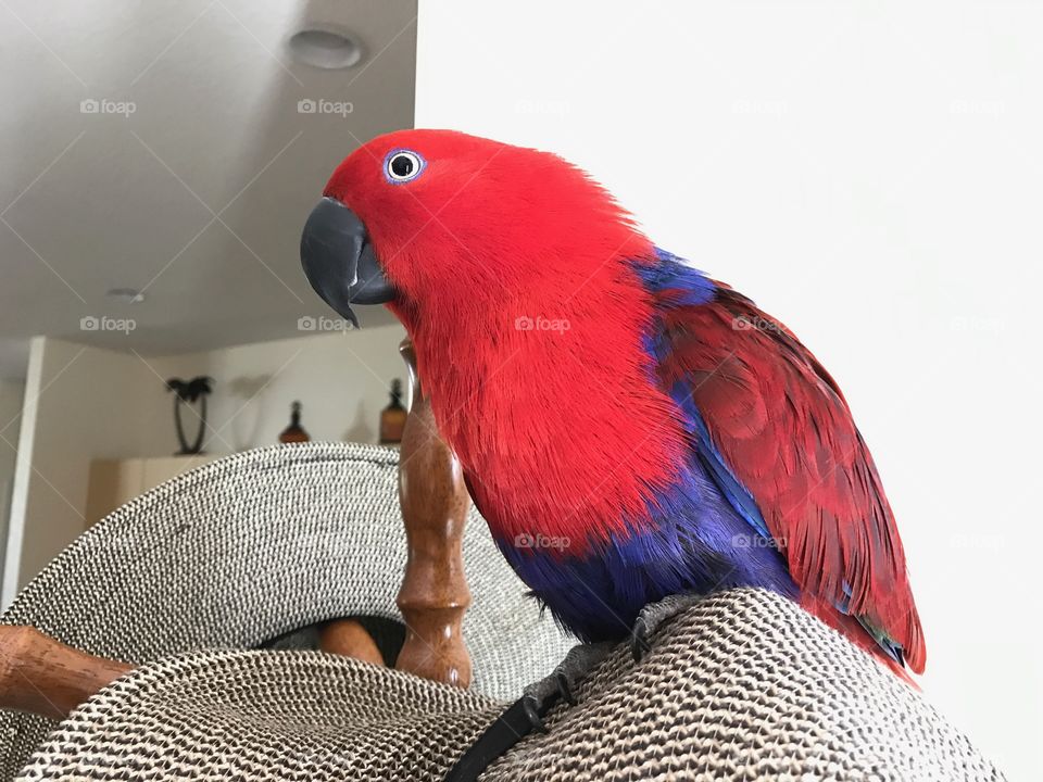 Red parrot on the hat rack.