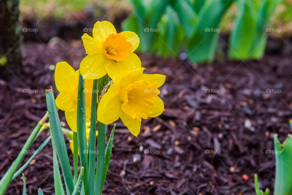 spring again