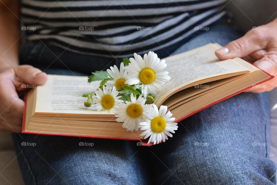 camomile flowers and book lifestyle round beautiful texture