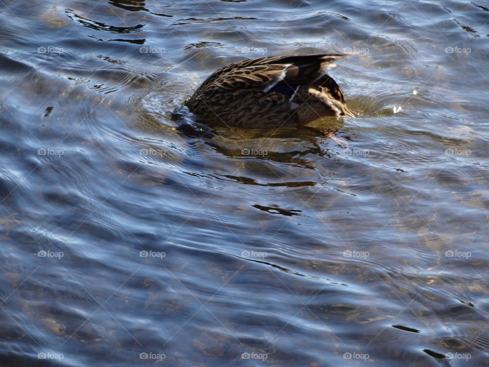 Local wildlife