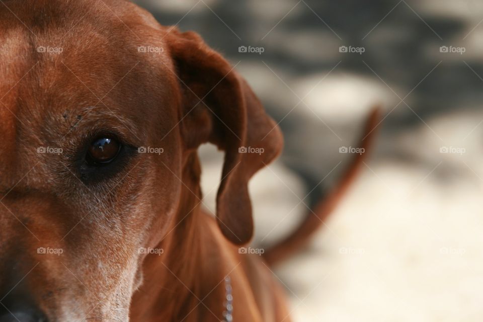 Rhodesian Ridgeback depth of field