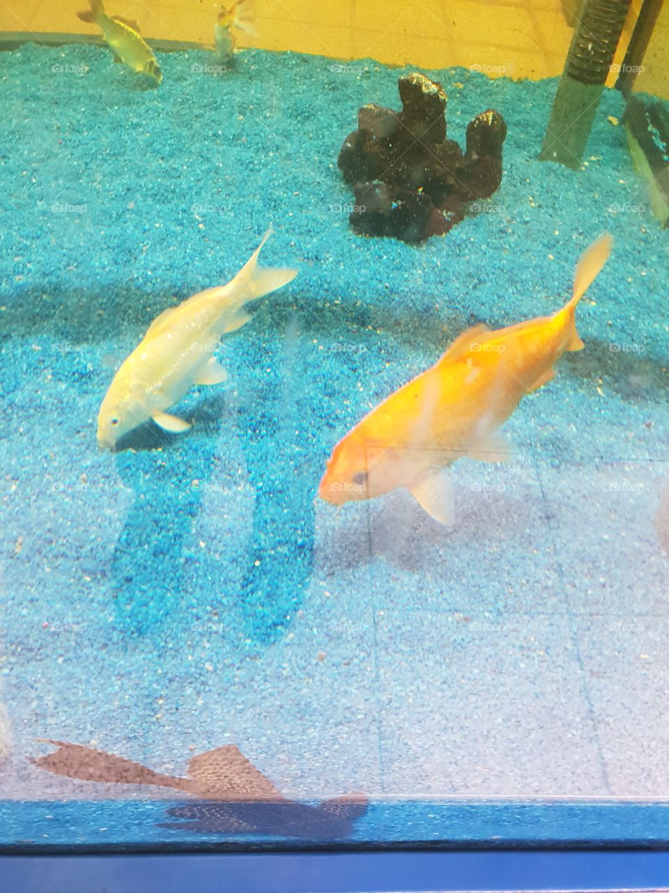 weil ich es einfach mag