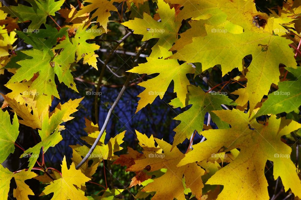 Yellow Leaves 