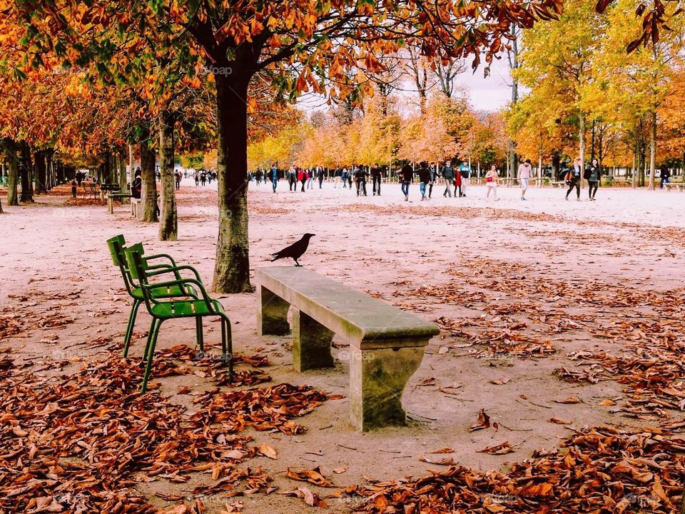 Lonely bird observing life and enjoying beautiful colors in autumn park of Paris. 