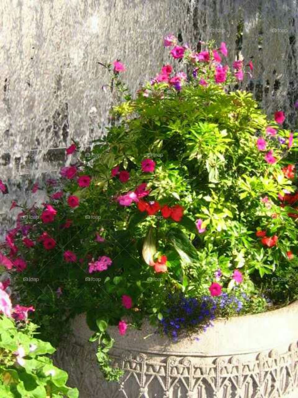 Full Bloom in Seattle