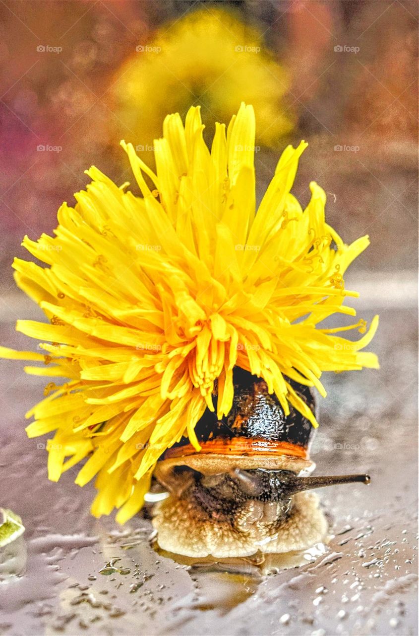 snail hiding under a bright yellow dandelion flower