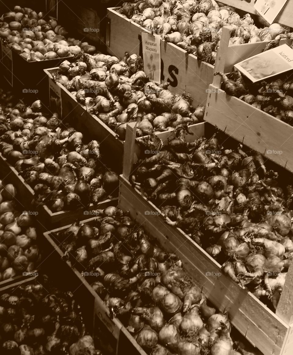 Onions for Sale in Rotterdam, The Netherlands 2016. In Black and White