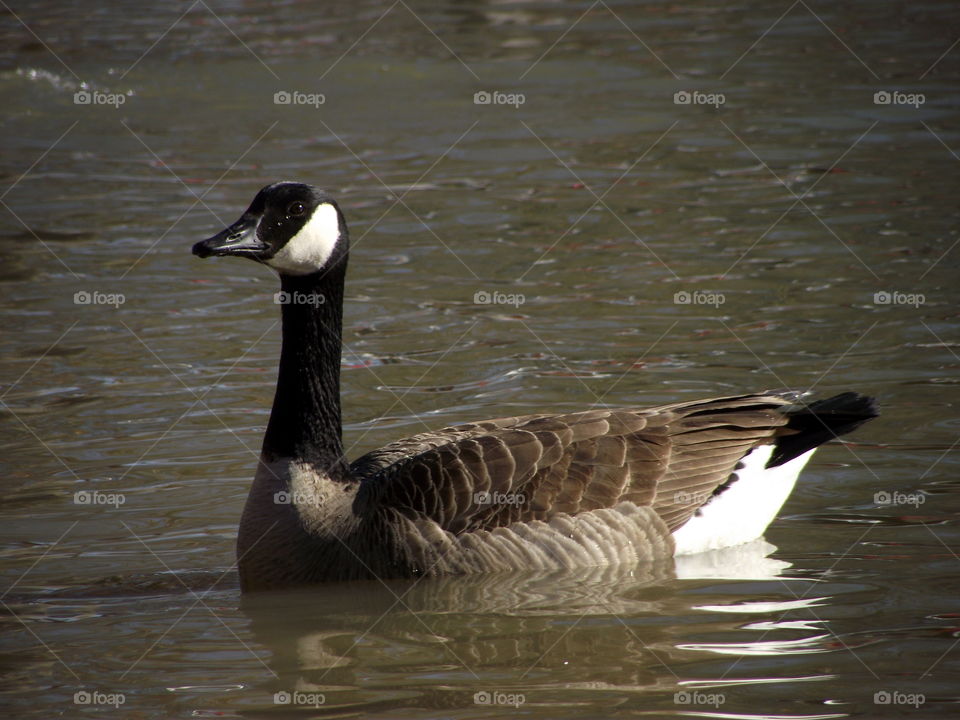 goose