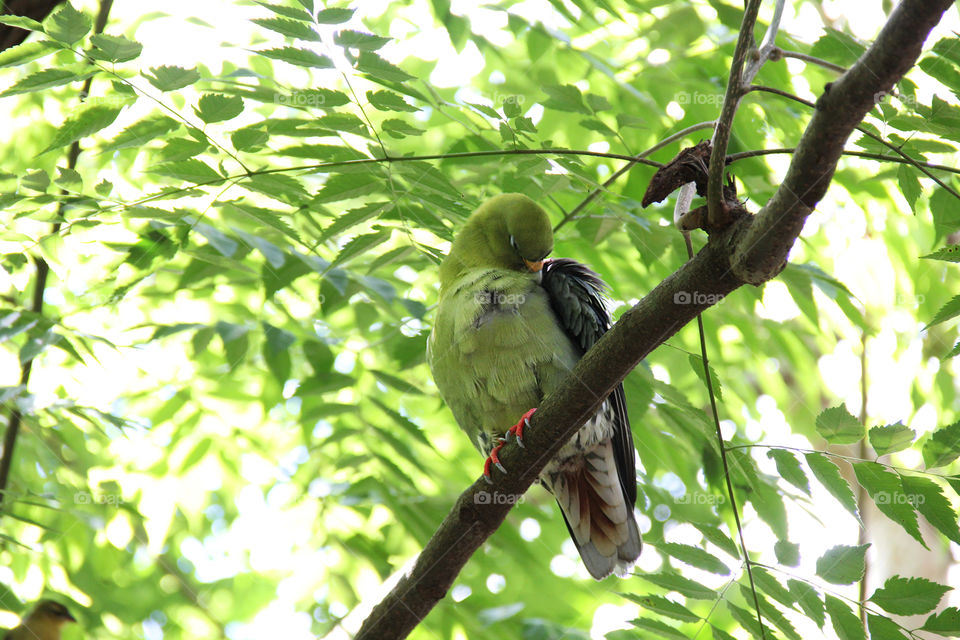 Sleeping bird 