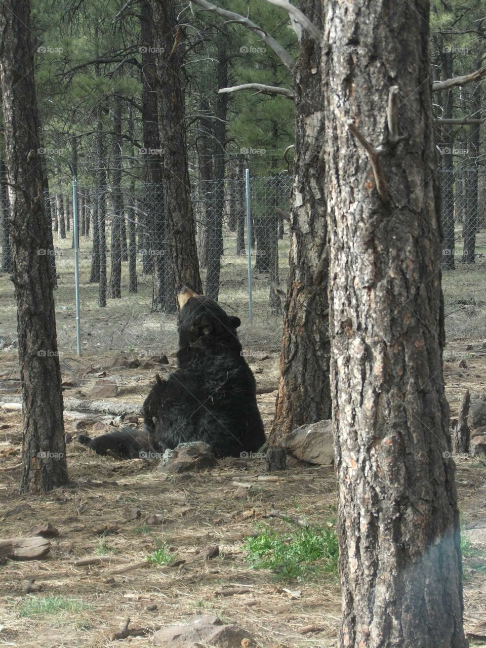 Bear with a stick