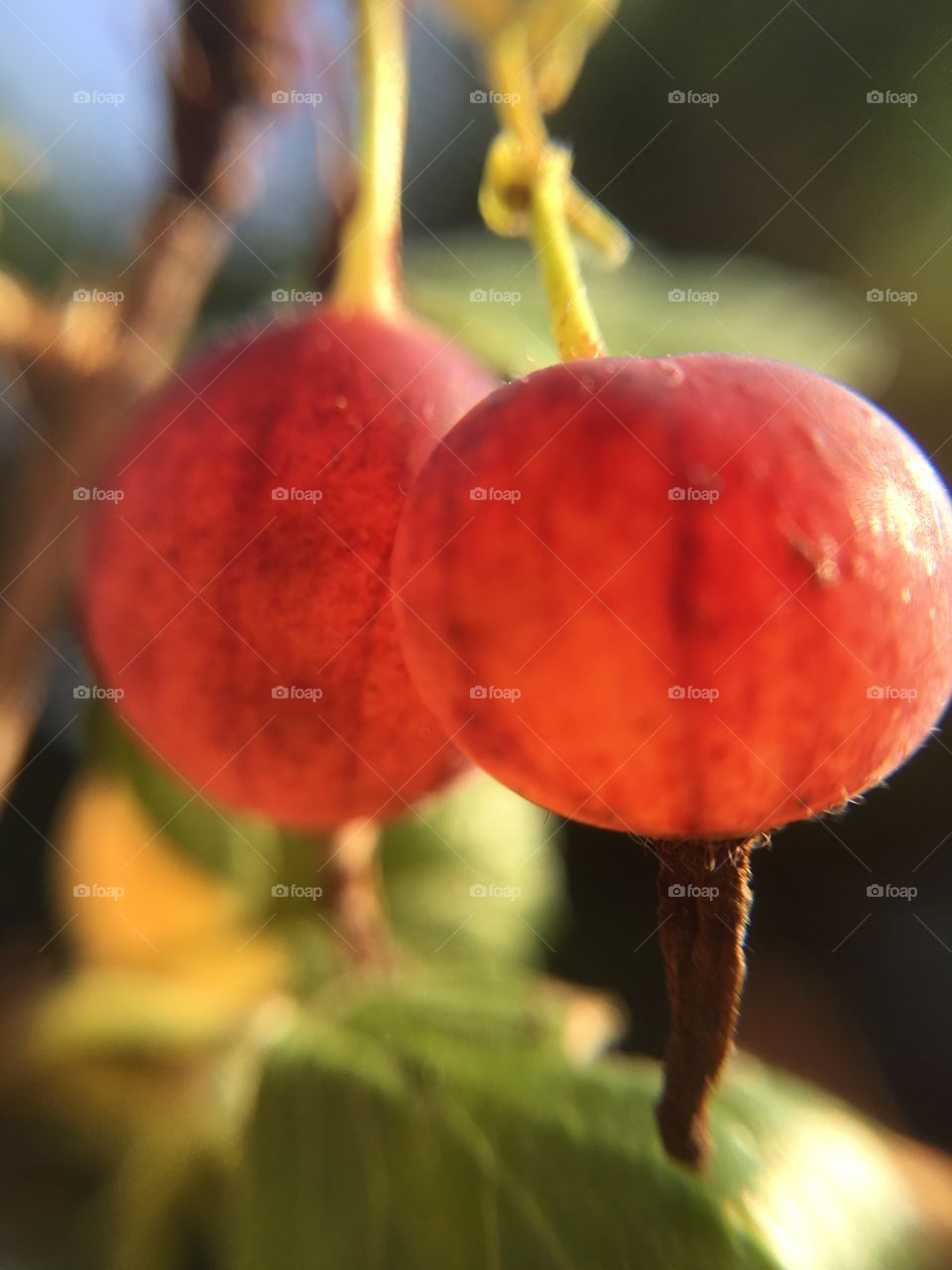 Red gooseberries