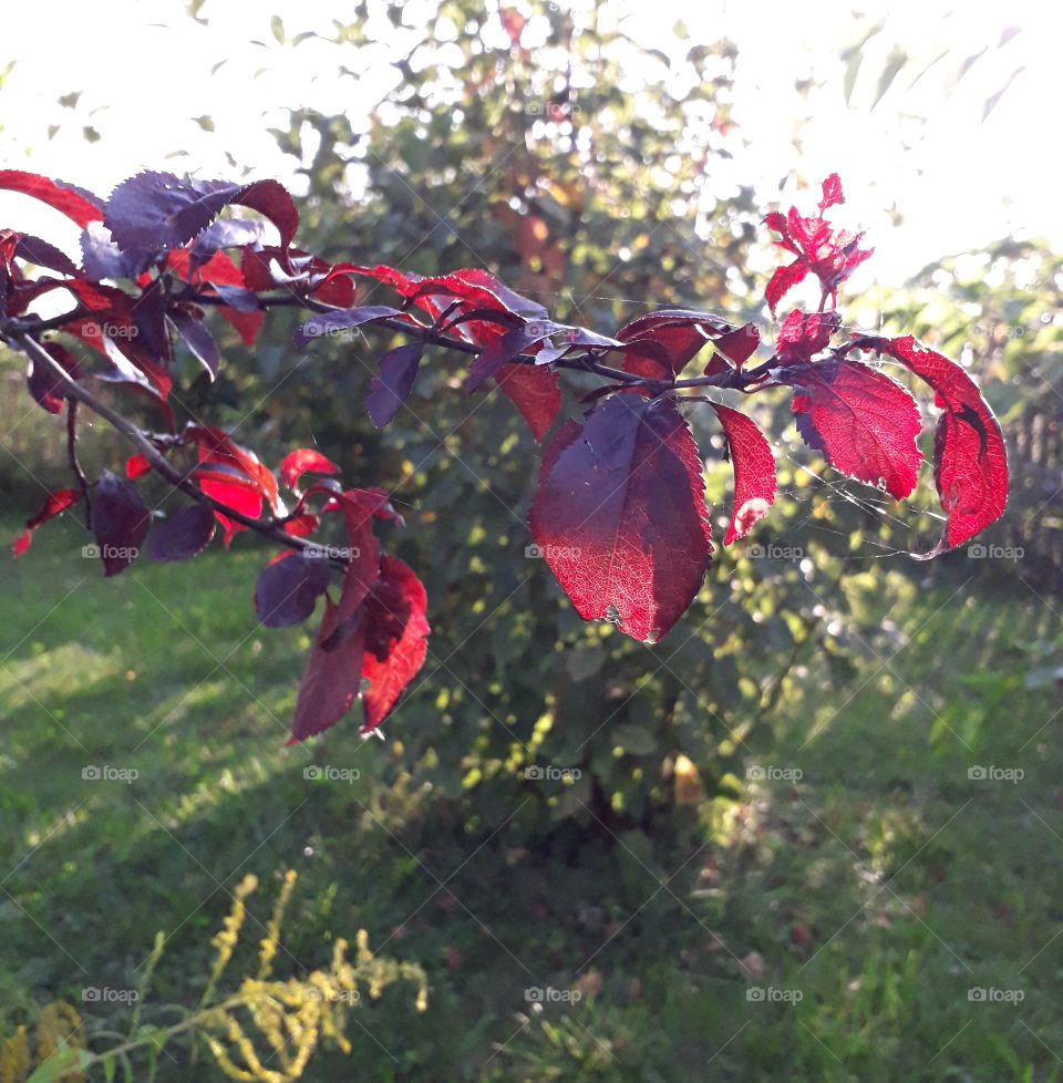 fabulous sun lit leaves of a red prunus