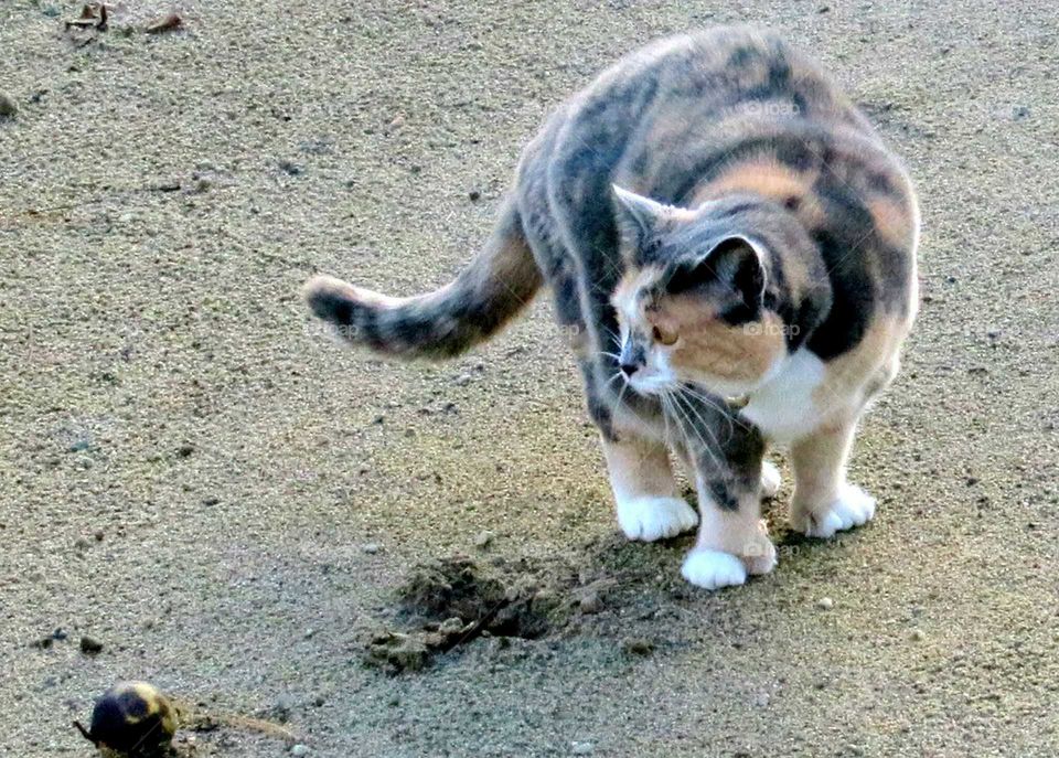 My Cats biggest literbox