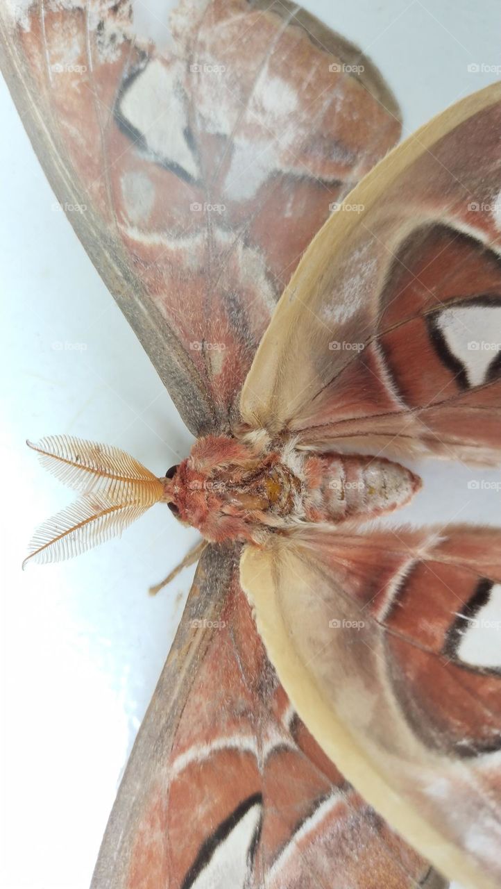 Kupu-kupu raksasa, Kupu-kupu gajah atau Atlas moth (Attacus atlas)
Sejenis ngengat bertubuh sangat besar khas daerah subtropis dan tropis.