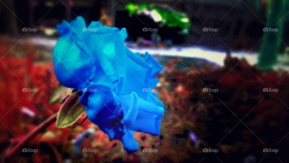 Blue Rose