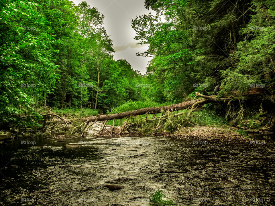 Arkville, New York, sun, sky, clouds, mountains, river, nature summer, top of the mountain , Landscape, view, panoramic view, forest, river, fallen tree, 