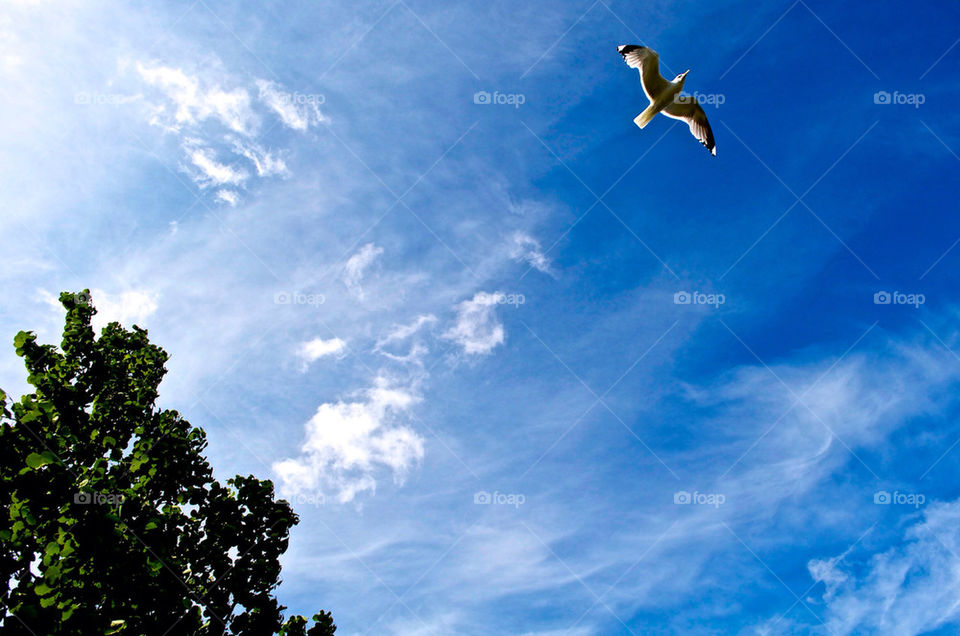 bird flight seagull by razornuku