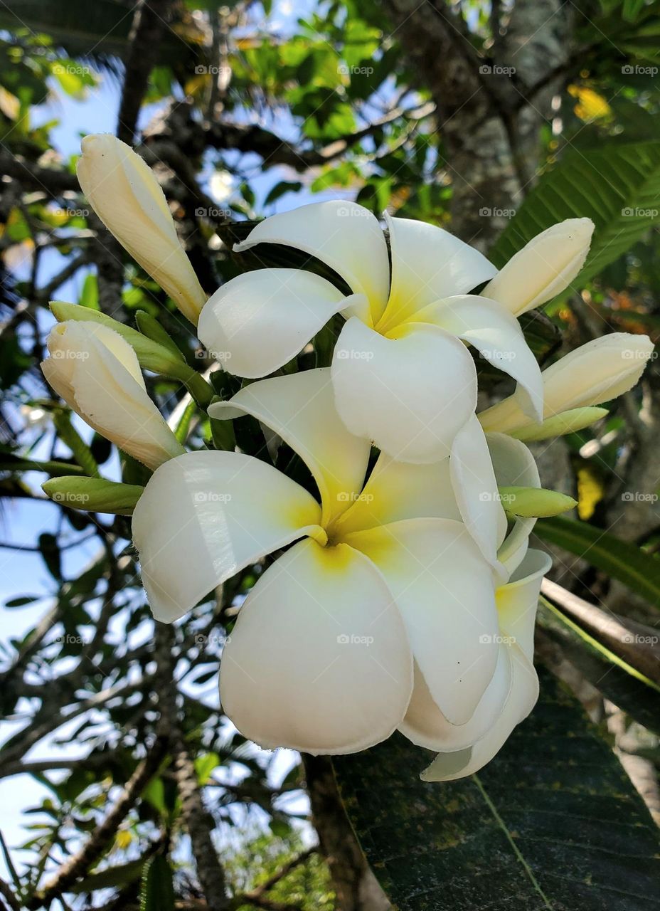 Frangipani Sri Lanka