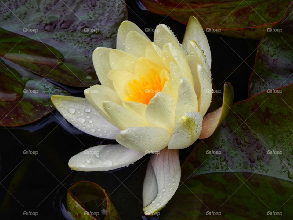 Water lily